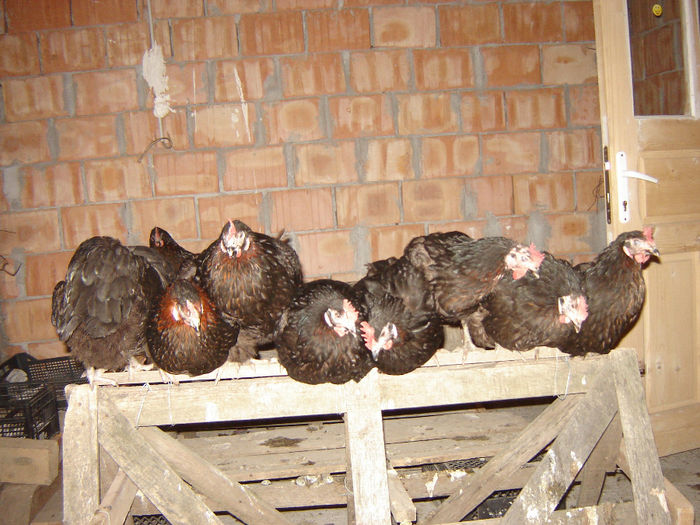 DSC01363; Tot galeria clubului de ouătare
