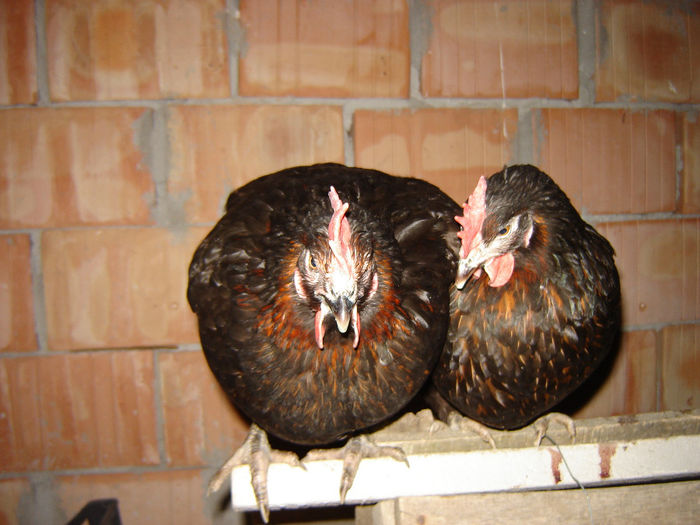 DSC01367; Echipa tehnică a clubului
