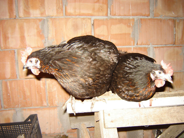 DSC01368; Două observatoare peste ouătoare
