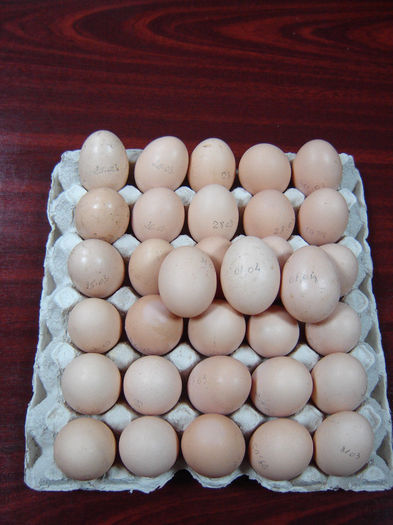 DSC01384; aceleaşi încasări săptămânale, de data asta puse în lumină!
