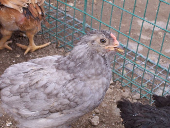 100_6916 - 2014 Araucana albastru