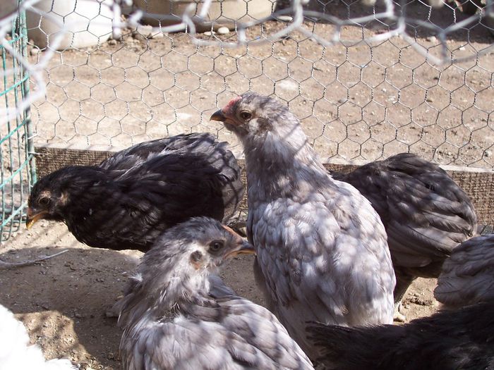 100_6913 - 2014 Araucana albastru