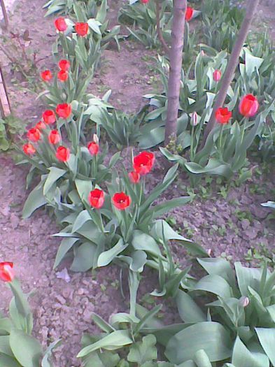 Imag1761 - flori 2014