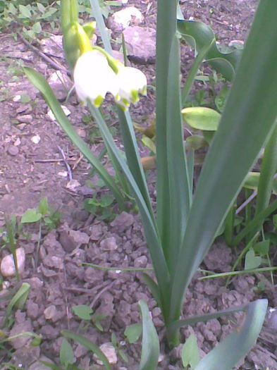 Imag1759 - flori 2014