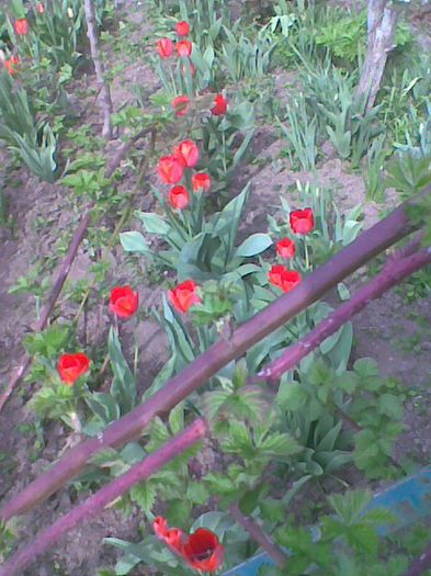 Imag1758 - flori 2014