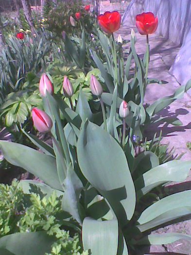Imag1754 - flori 2014