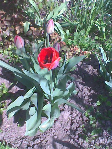 Imag1755 - flori 2014