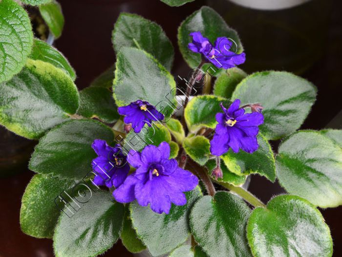 Saintpaulia Rob s Shadow Magic