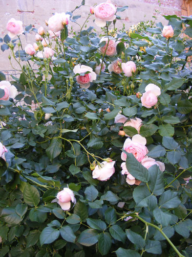 HERITAGE_10_iunie_2010 014 - Trandafir HERITAGE by David Austin