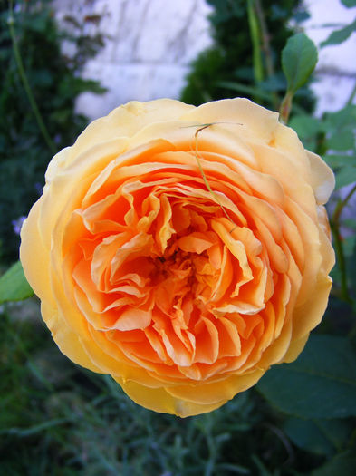 CROWN PRINCESS MARGARETA