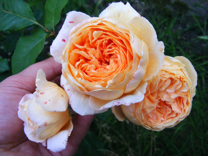 DSCF6238 - Trandafir Crown Princes Margareta by David Austin