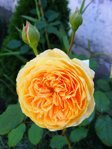 DSCF7080 - Trandafir Crown Princes Margareta by David Austin