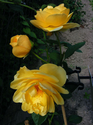 GRAHAM_THOMAS_4IULIE201010_iunie_2010 010