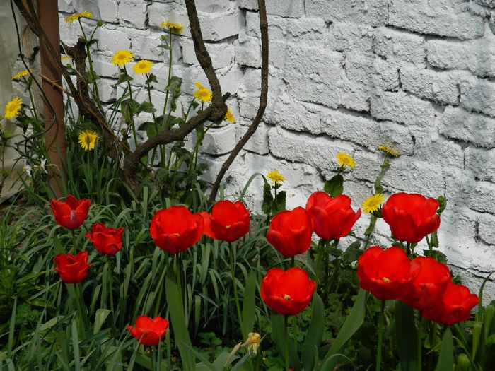 DSCN5441 - APRILIE 2014