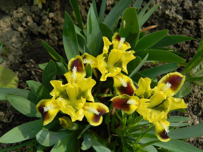 DSCN5446 iris pitic - APRILIE 2014