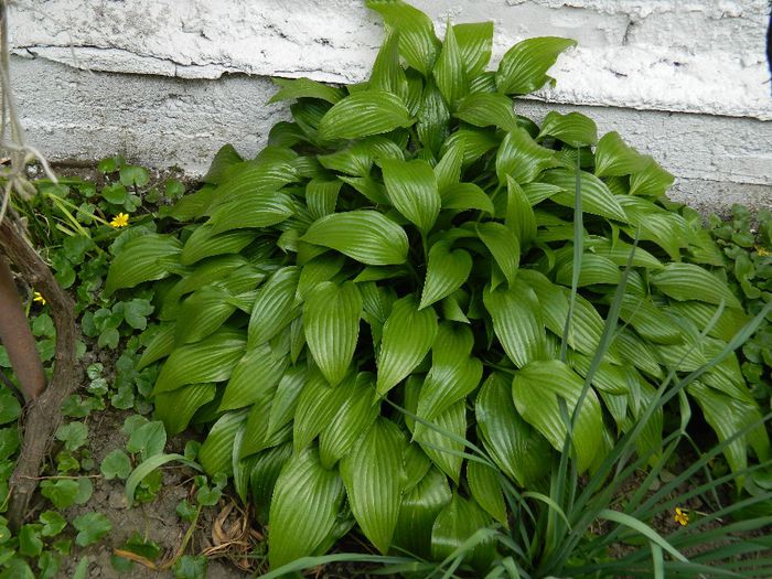 DSCN5464 hosta clopotei mov de toamna - APRILIE 2014