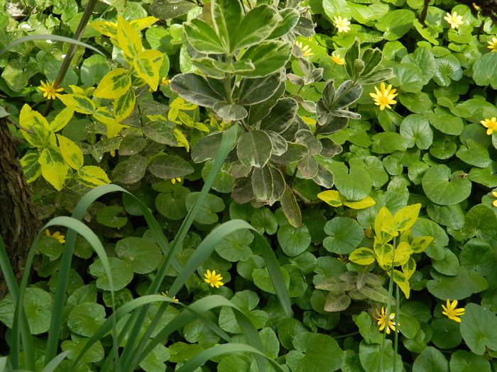 DSCN5465 - APRILIE 2014