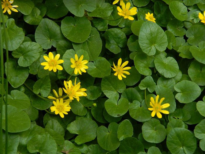 DSCN5466 - APRILIE 2014