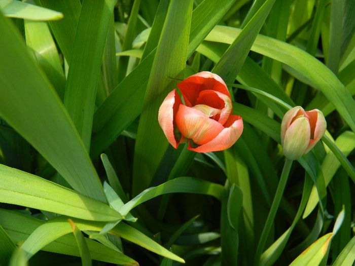 DSCN5470 - APRILIE 2014