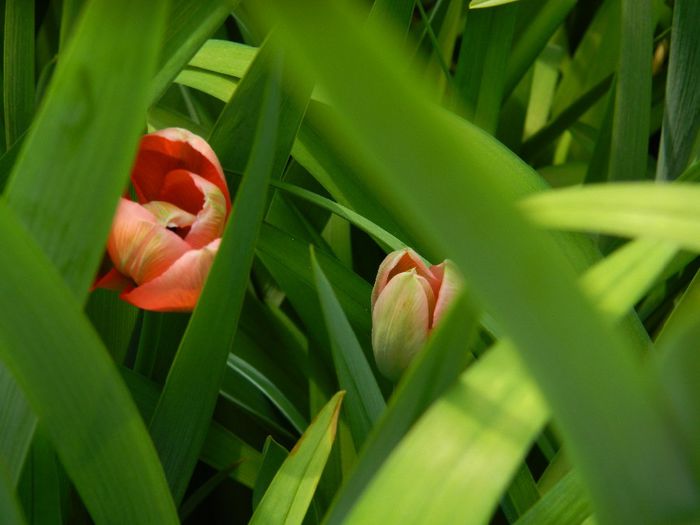 DSCN5471 - APRILIE 2014