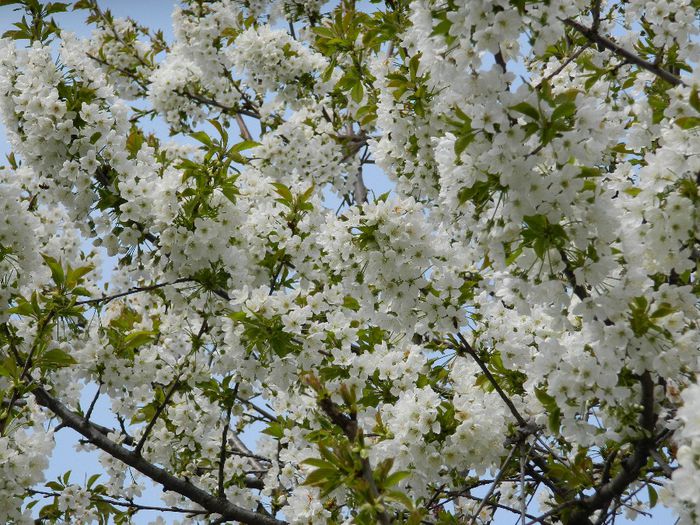 DSCN5475 - APRILIE 2014