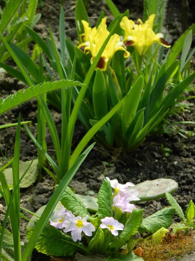 DSCN5480 - APRILIE 2014