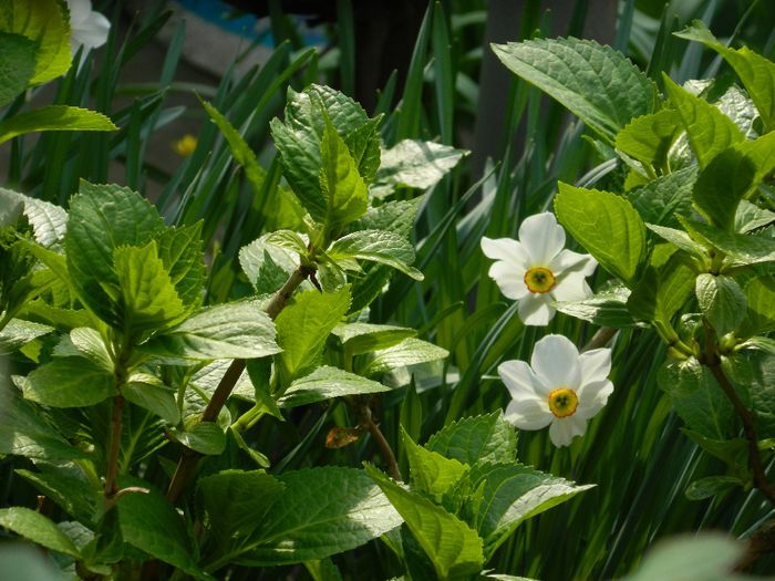 DSCN5483 - APRILIE 2014