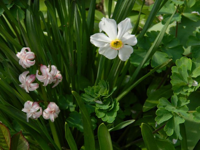 DSCN5487 - APRILIE 2014