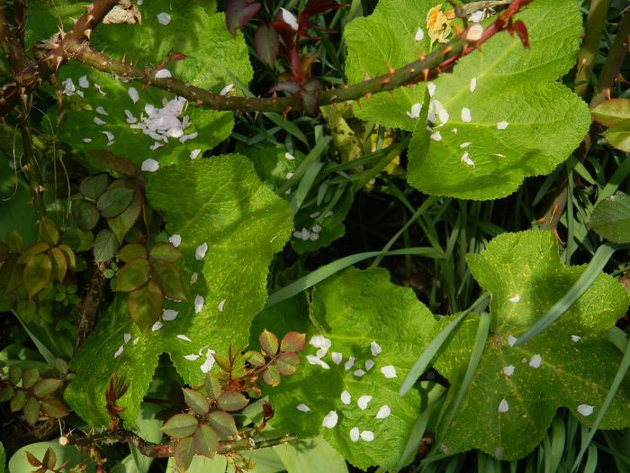 DSCN5491 - APRILIE 2014