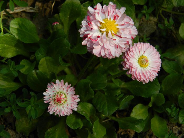 DSCN5499 banutei - APRILIE 2014