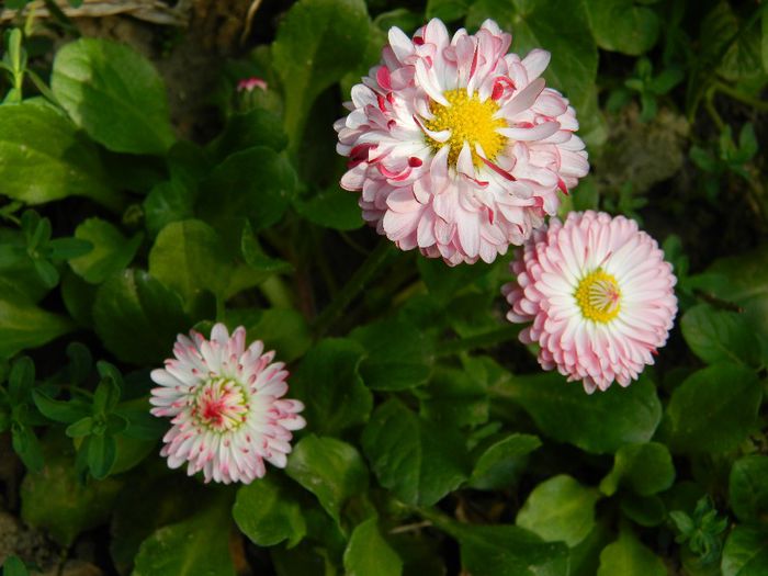 DSCN5500 - APRILIE 2014