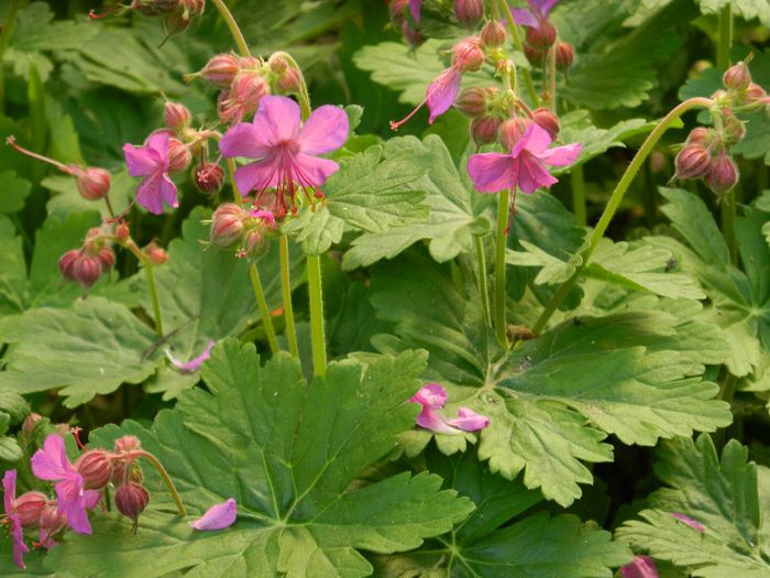 DSCN5505 - APRILIE 2014