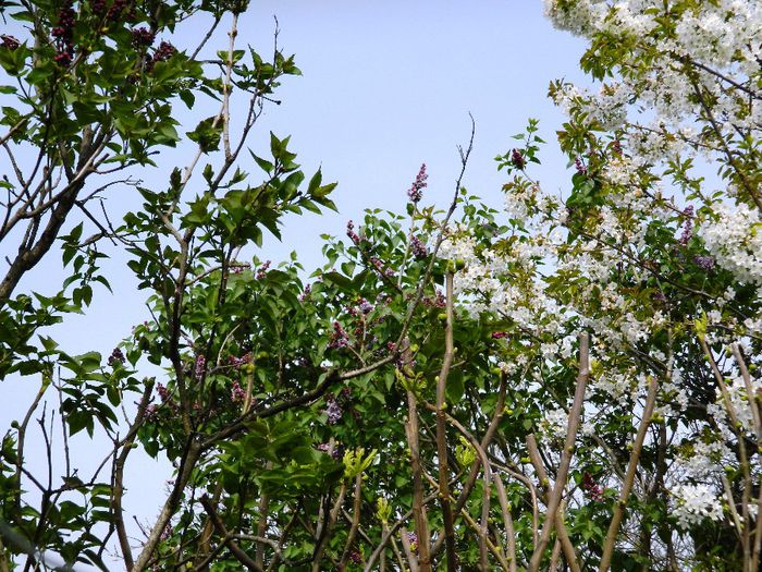 DSCN5507 - APRILIE 2014