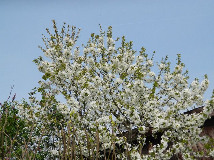 DSCN5510 - APRILIE 2014