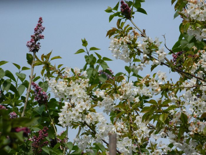 DSCN5511 - APRILIE 2014