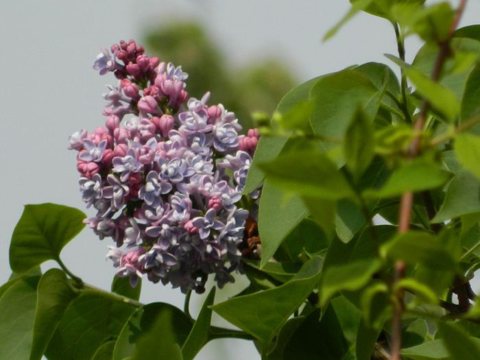 DSCN5512 - APRILIE 2014