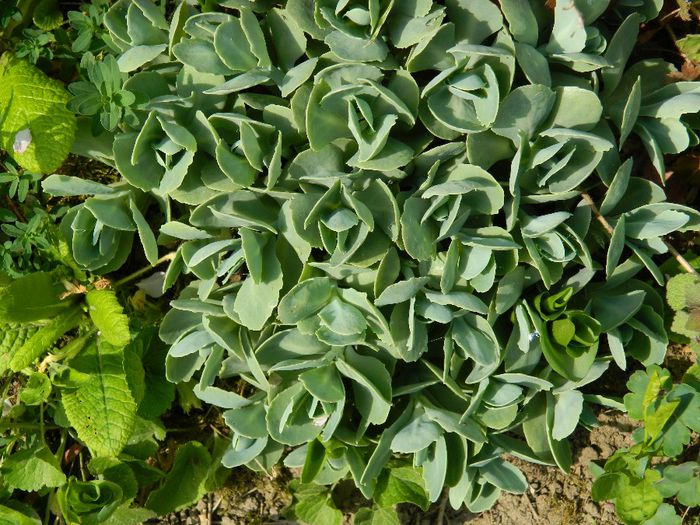 DSCN5515 - APRILIE 2014