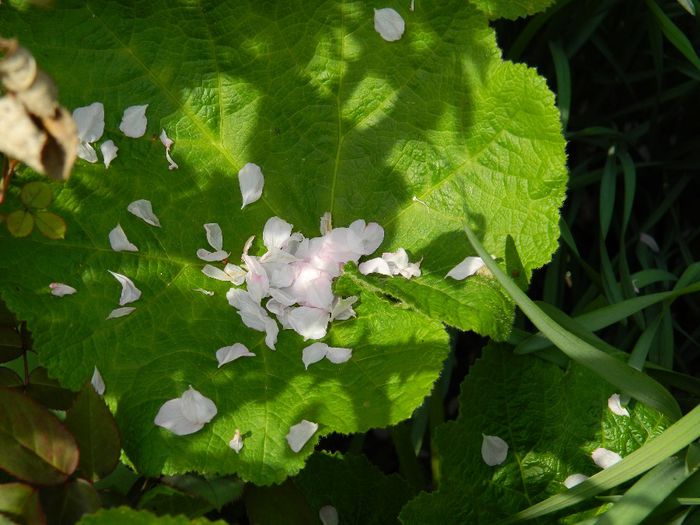 DSCN5517 - APRILIE 2014