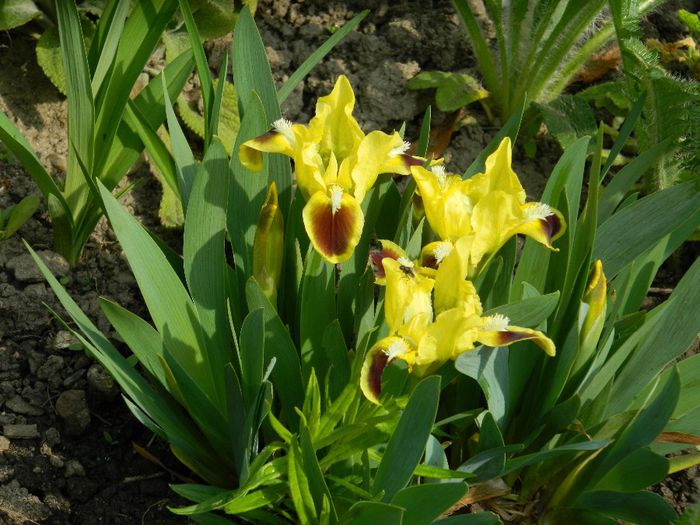 DSCN5519 - APRILIE 2014