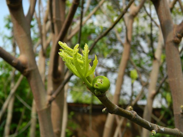 DSCN5520 - APRILIE 2014