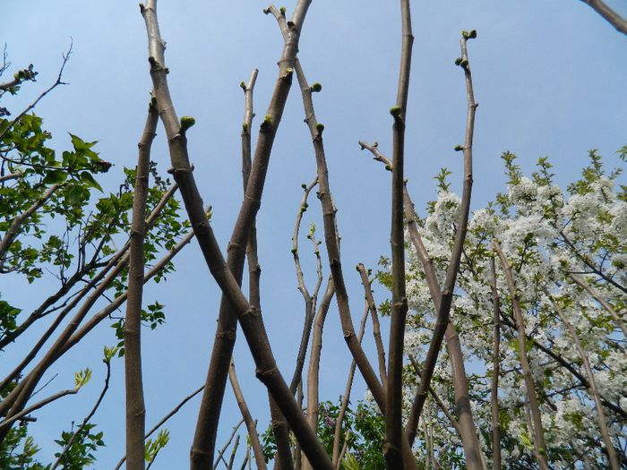 DSCN5521 - APRILIE 2014