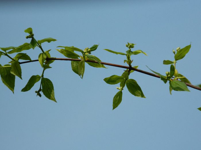 DSCN5526 iasomie de gradina - APRILIE 2014