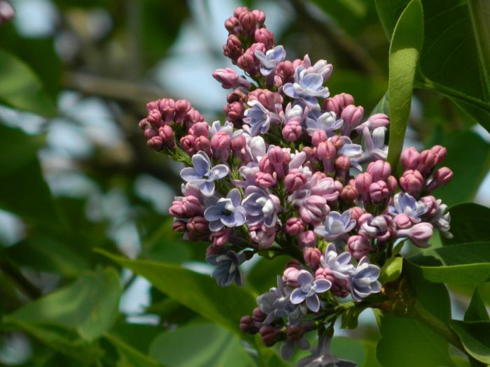 DSCN5528 - APRILIE 2014