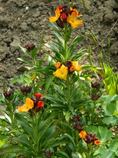 DSCN5529 micsandre - APRILIE 2014