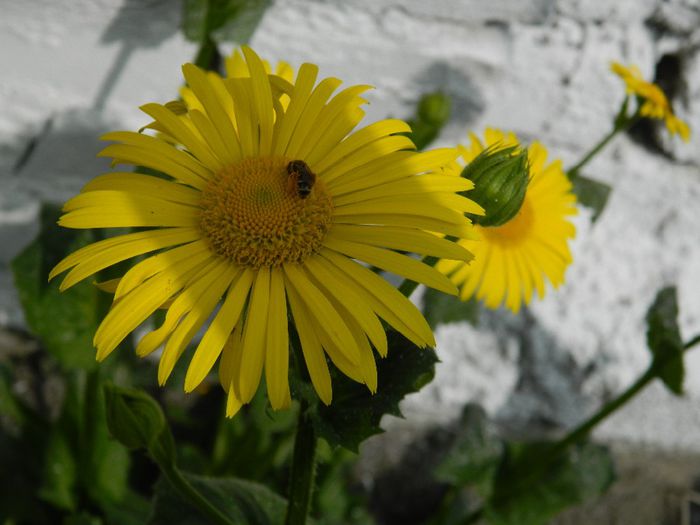 DSCN5531 Doronicum orientale - APRILIE 2014