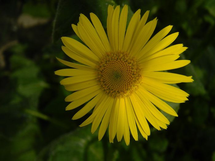 DSCN5536 Doronicum orientale - APRILIE 2014