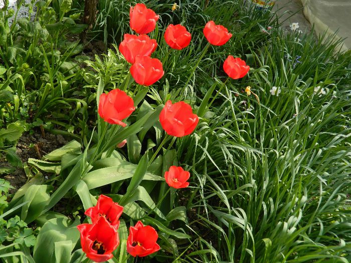 DSCN5540 - APRILIE 2014