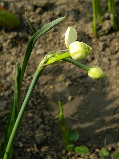 DSCN5543 narcisa Cheerfulness - APRILIE 2014