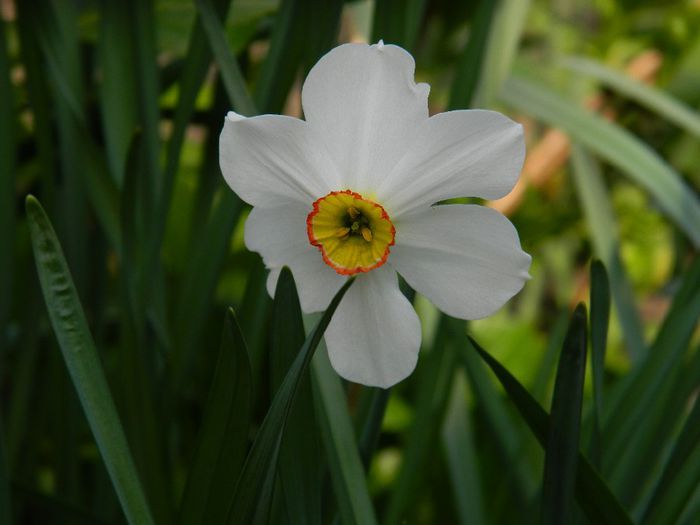 DSCN5548 narcisa - APRILIE 2014
