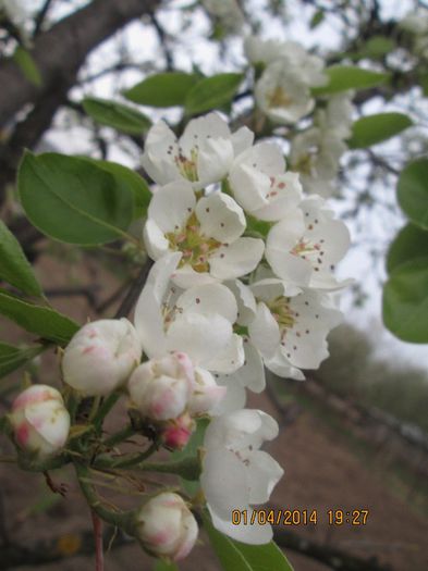 IMG_3571 - La tara in aprilie